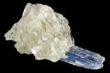 Vibrant Blue Kyanite Crystals In Quartz - Brazil #118859-1
